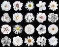 Collage of natural and surreal white flowers 20 in 1