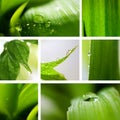 Collage nature green background.