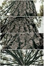 Collage nature, trunk of tree