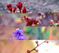 Collage of natures. Spring nature, flowers, grass, plants close-up