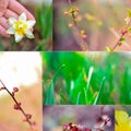 Collage of natures. Spring nature, flowers, grass, plants close-up