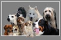 Collage , nine dogs on grey background