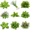 A collage of nine fresh herbs on a plain white background. Top left is basil (Ocimum Royalty Free Stock Photo