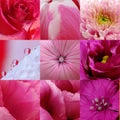 Collage of nine pink flowers