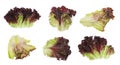 Collage with oakleaf lettuce isolated on white Royalty Free Stock Photo