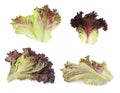 Collage with oakleaf lettuce isolated on white Royalty Free Stock Photo