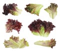 Collage with oakleaf lettuce isolated on white Royalty Free Stock Photo