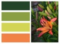 Collage of orange lilies and colored rectangles Royalty Free Stock Photo