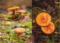 Collage of orange milk cap mushrooms in the forest