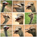 A collage of Ostrich photos from the farm