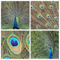 Collage - peacock