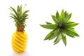 Collage of a peeled pineapple and its stalk view from above isolated on white