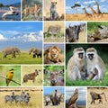 Collage with photo african animals Royalty Free Stock Photo