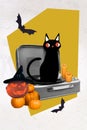 Collage photo of little sitting black cat music recorder player light candles angry horrible jack lantern halloween Royalty Free Stock Photo