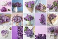 Collage with photos of beautiful lilac flowers Royalty Free Stock Photo