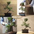 Collage with photos of bonsai. Zen and harmony Royalty Free Stock Photo