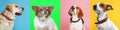 Collage with photos of cute dogs in collars on different color backgrounds. Banner design Royalty Free Stock Photo
