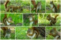 A Collage Of Photos  - Cute Wild Chipmunk Holding Peanut With Paws And Eating