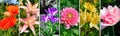 Collage of photos of garden flowers. Skinali. Wide photo