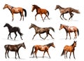 Collage with photos of horses on background. Beautiful pet Royalty Free Stock Photo