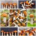 A collage of photos of mushrooms aspen mushrooms