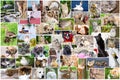 Collage of photos of pets and birds