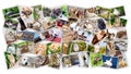 Collage of photos of pets and birds