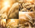 Collage of photos with setaria under the sunlight