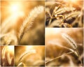 Collage of photos with setaria under the sunlight Royalty Free Stock Photo