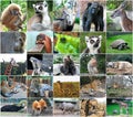 Collage photos some wild animals Royalty Free Stock Photo