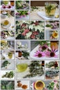 Collage of photos of various medicinal plants