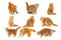 Collage of photos scottish fold Feline red marble on cream