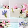 Collage from photos with with white and pink tulips and muscari