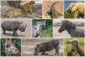 A collage of photos about wild animals - Africa Royalty Free Stock Photo