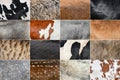 Collage of photos of wool and fur coat of different animals. Cow, sheep, goat, horse, donkey animals skin and fur close