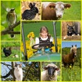 Collage of various pictures of country life