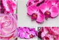 Collage in pink color. Collage of roses and orchids