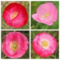 Collage - pink poppy