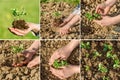 Collage, planting collection.Instructions step by step planting vegetables on beds. Hands of a farmer girl plant fresh vegetables.