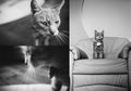 Collage portrait of a cute grey cat relaxing on baroque armchair. Black and white photo