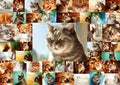 Collage of portraits of cats. Royalty Free Stock Photo