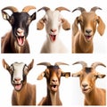 collage of portraits of goats of different breeds and colors, for advertising livestock product Royalty Free Stock Photo
