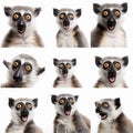 Collage of portraits of a lemur with different emotions, facial expressions of a charming monkey,