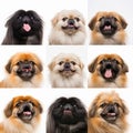 Collage of portraits of Pekingese dogs, various emotions of a cute pet, for advertising zoological products,