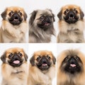 Collage of portraits of Pekingese dogs, various emotions of a cute pet, for advertising zoological products,