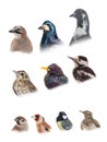 Collage portraits of popular urban birds isolated on white