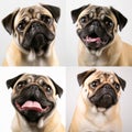 Collage of portraits of Pug dogs, various emotions of a cute pet