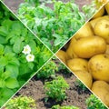 Collage potato, harvest, banner design. Agriculture. Banner. Square photo