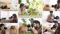 Collage of animal photographers taking pictures