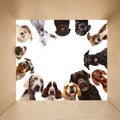 Collage. Purebred dogs of different breed,color and size looking into carton box. Curious pets Royalty Free Stock Photo